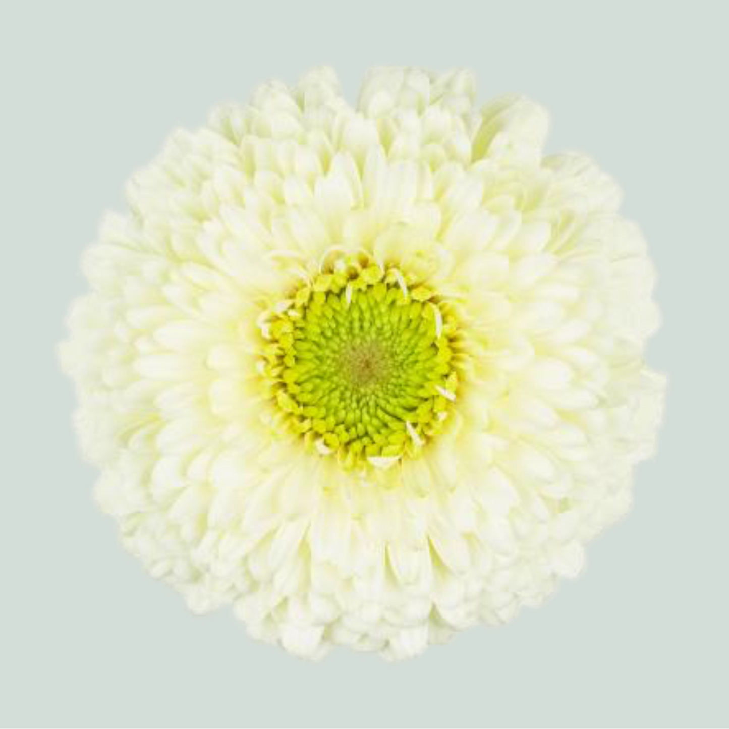 White Germini Gerponi Cut Flowers – 50cm Stems