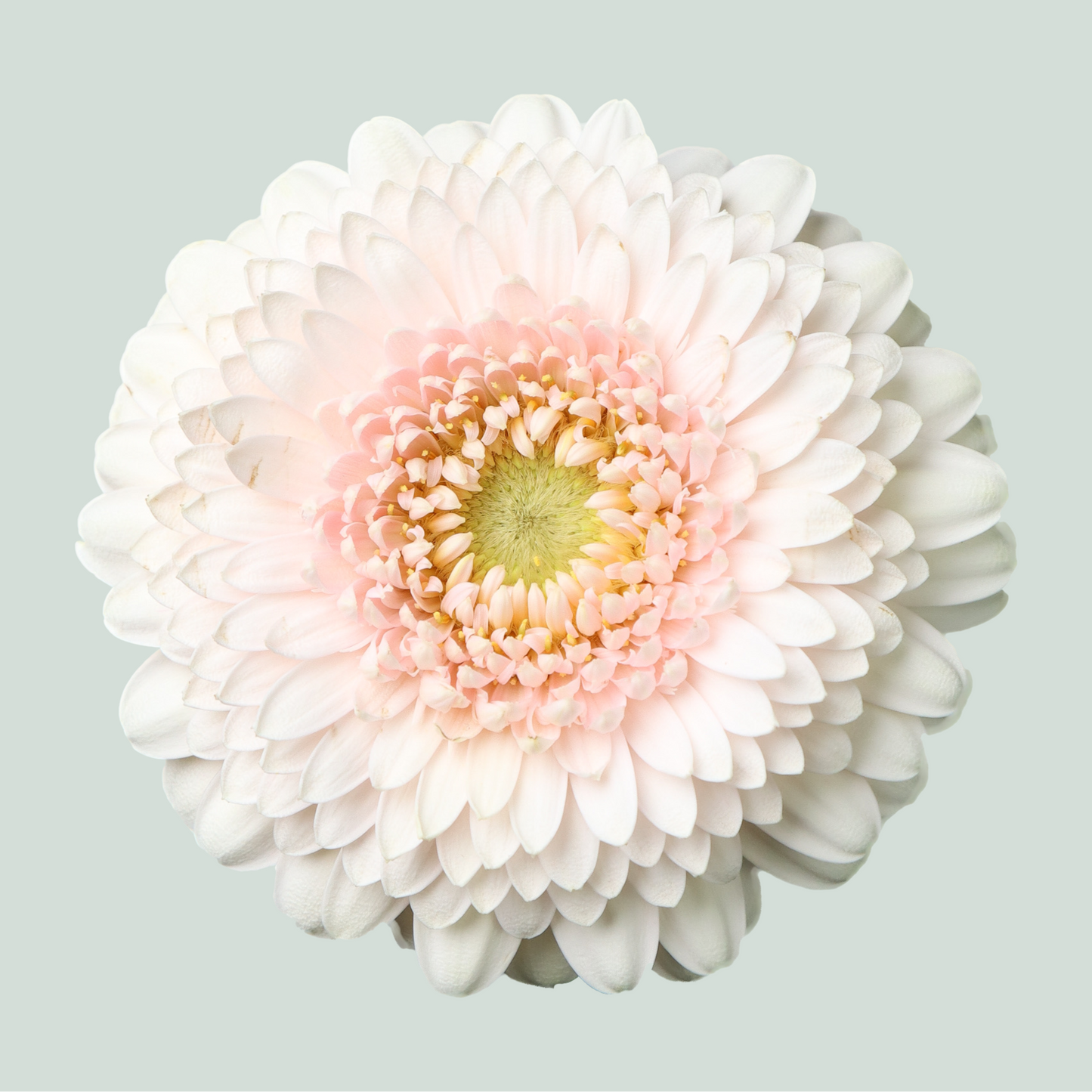 Pink Germini ‘Sweetness’ Cut Flowers – 50cm Stems