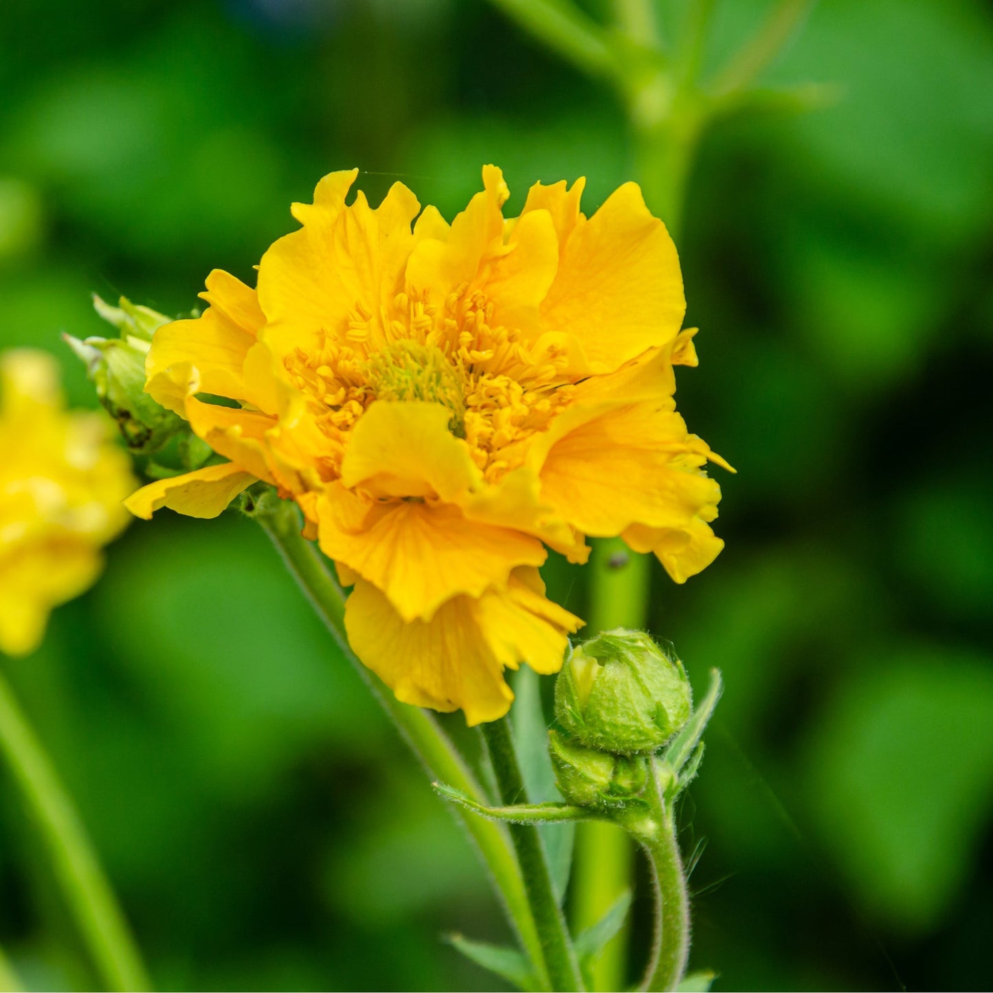 Geum 'Lady Stratheden'