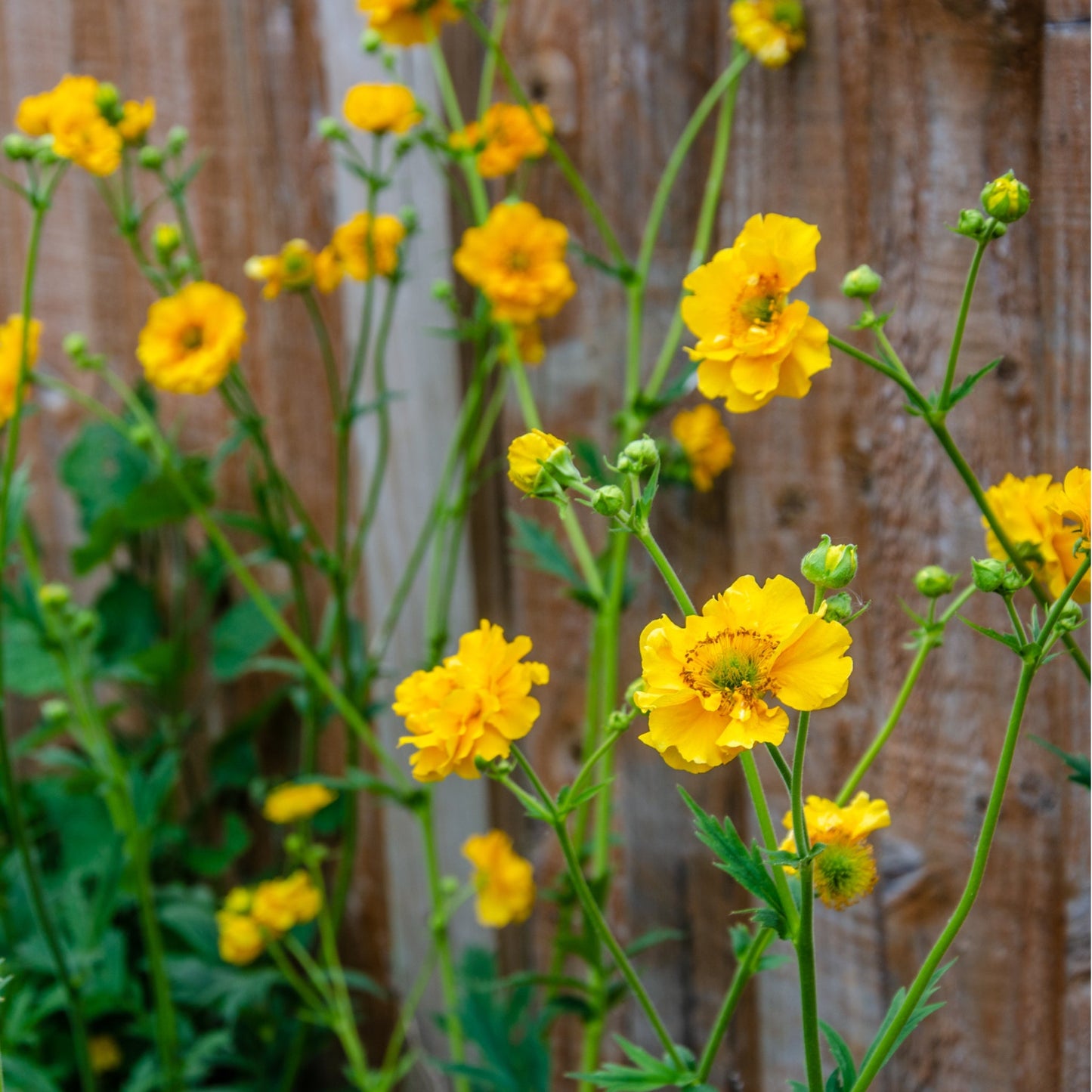 Geum 'Lady Stratheden'