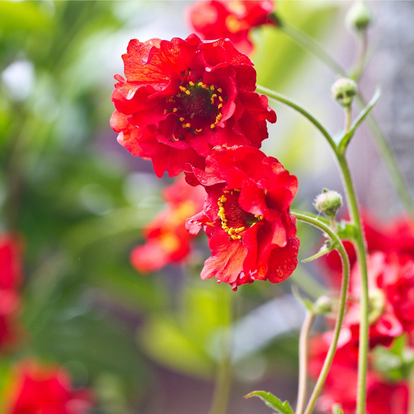 Geum 'Mrs Bradshaw' 9cm/1.5L/3L Pot