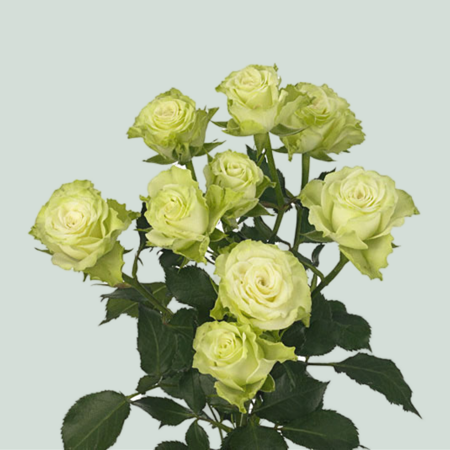 Rose Green Flow (Spray) (10 Stems)