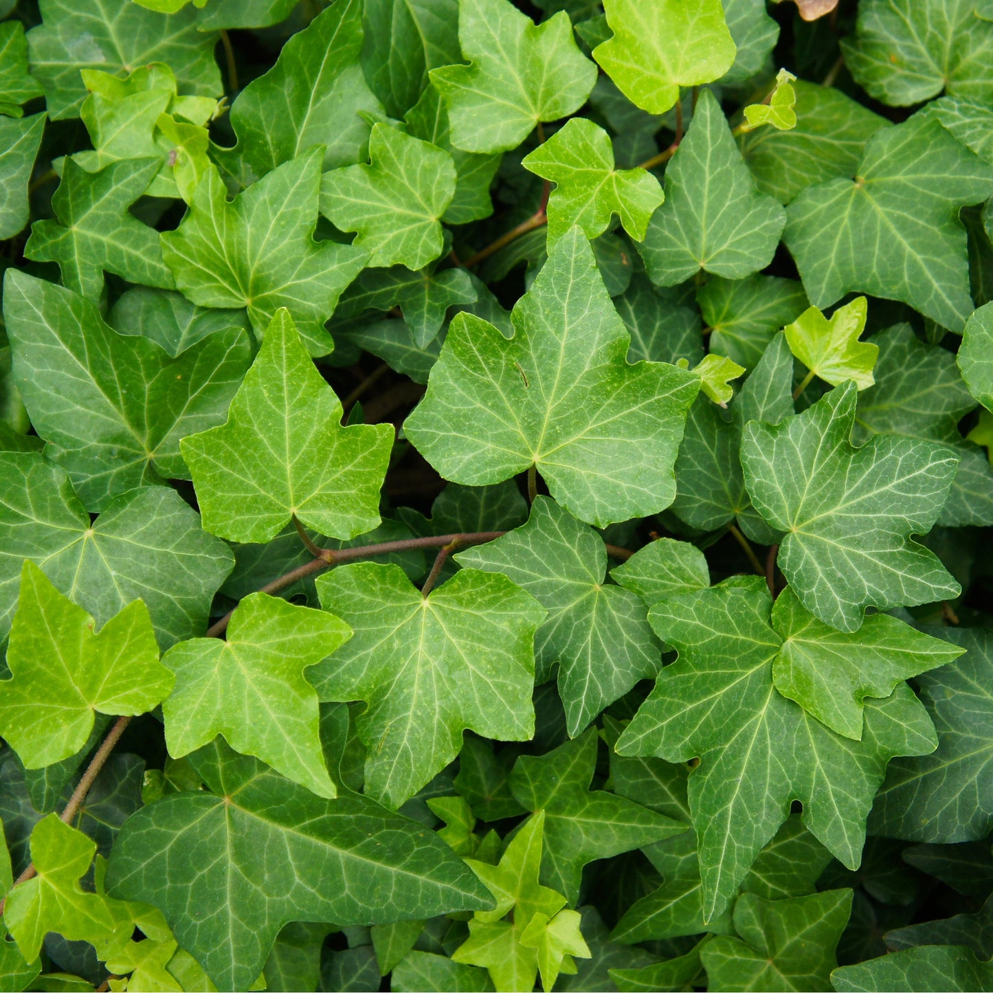 Hedera Helix 'Green Ripple' Ivy 1m