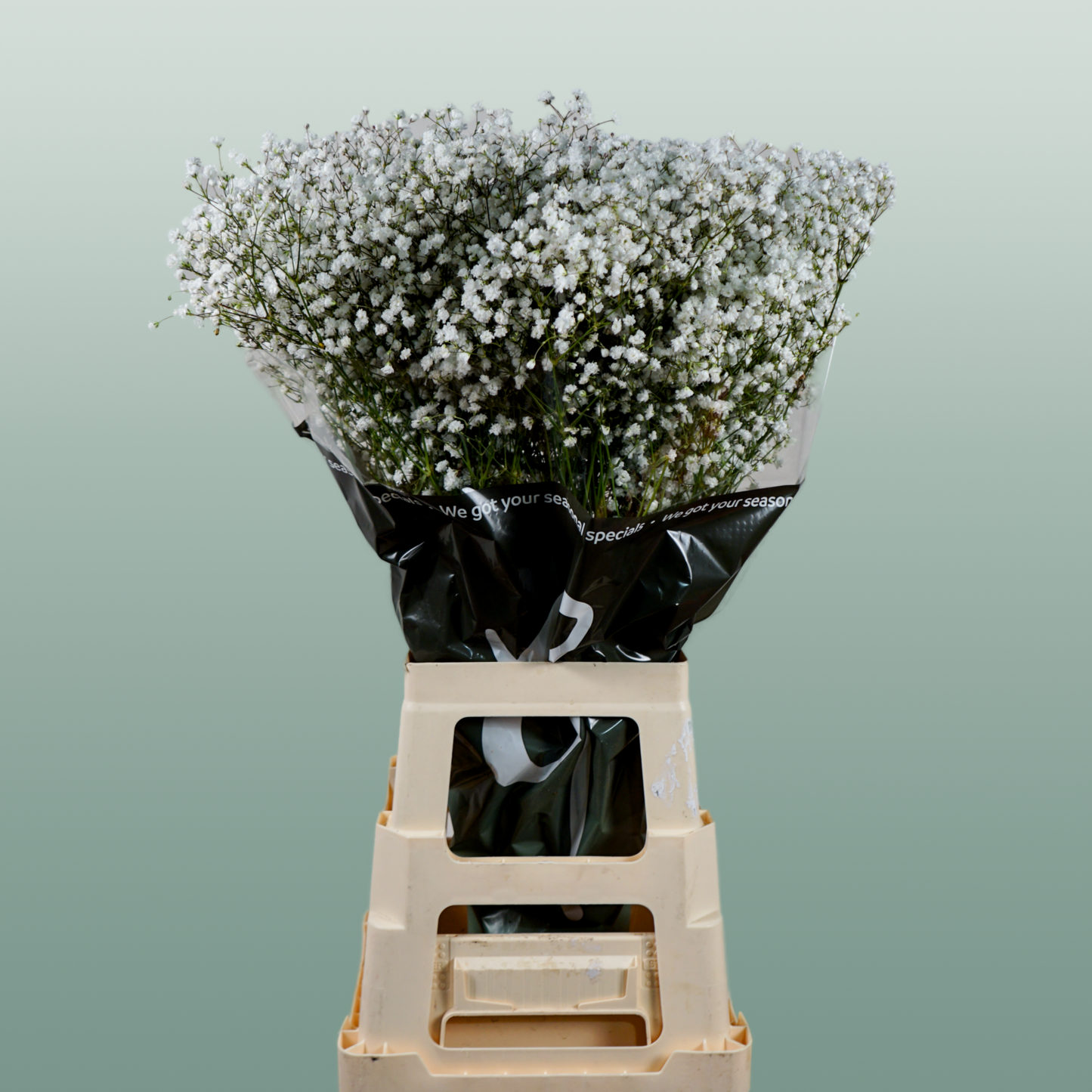 Gypsophila Equadorian Cosmic