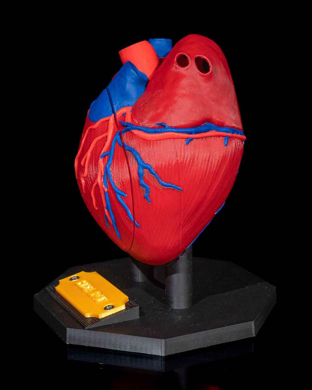 Heart Anatomical educational model