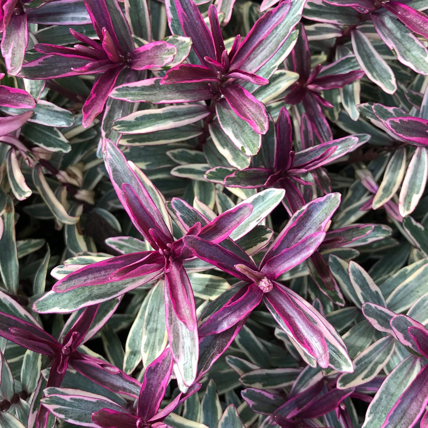 Hebe 'Heartbreaker' 2L