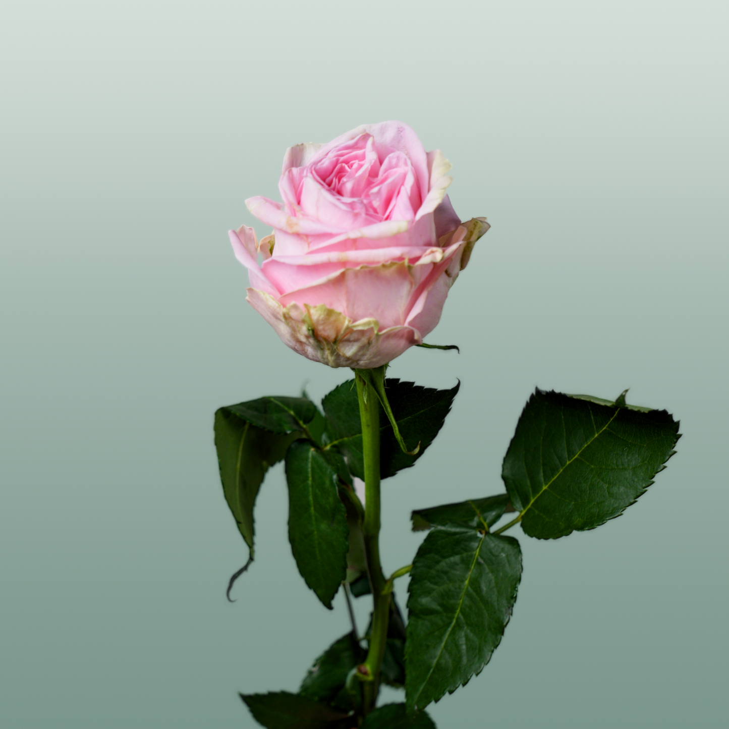 Rose - Rosa - Heidi