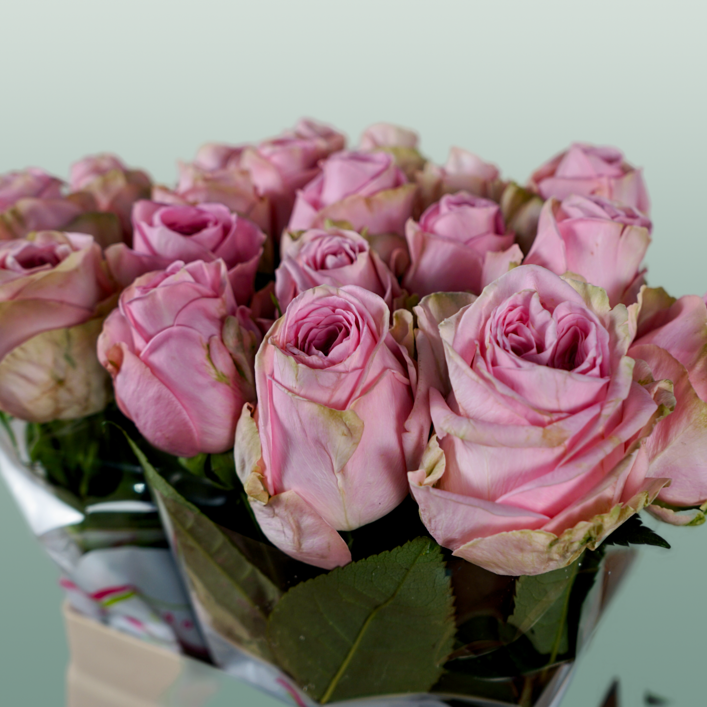 Rose - Rosa - Heidi