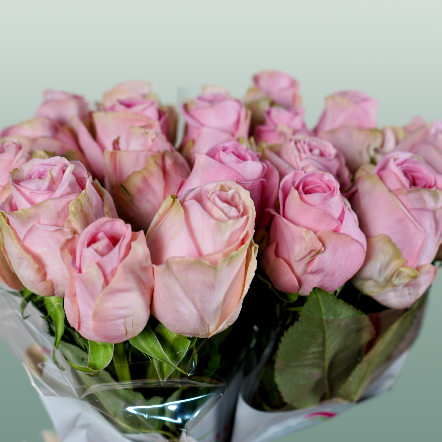 Rose - Rosa - Heidi