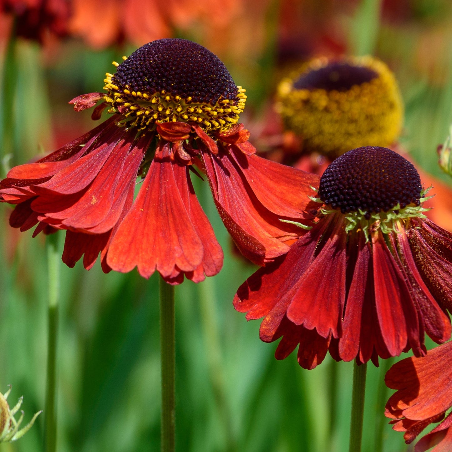 Helenium 'Ruby Thuesday' 1.5L