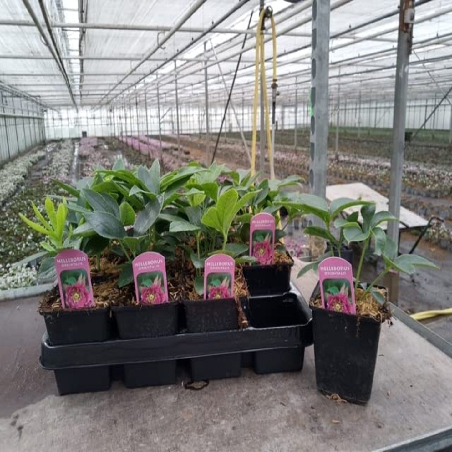 Hellebore/Helleborus orientalis - Pink (9cm)