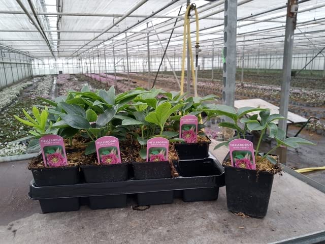 Mix of 3 Helleborus / Hellebore (3 x 9cm Pots)