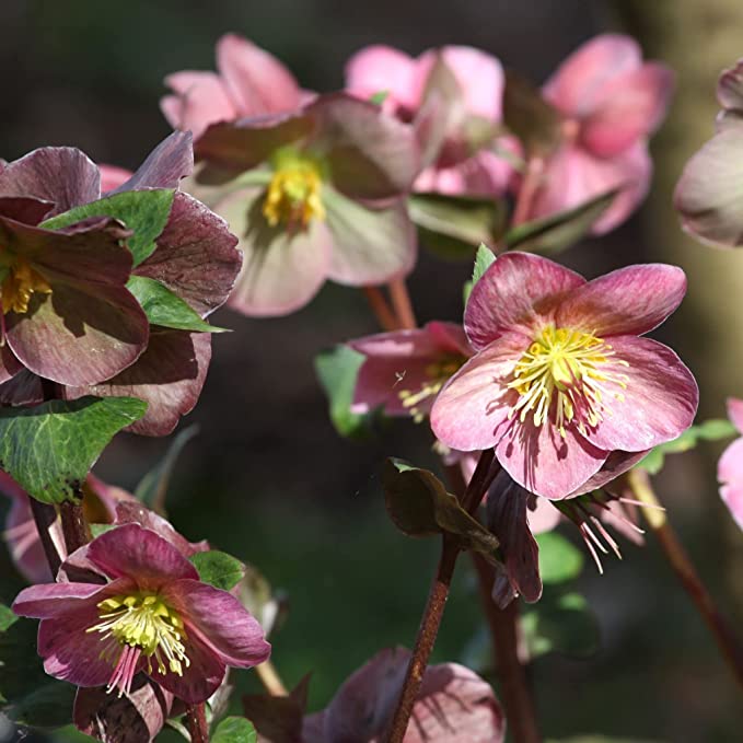Hellebore/Helleborus orientalis - Pink (9cm)