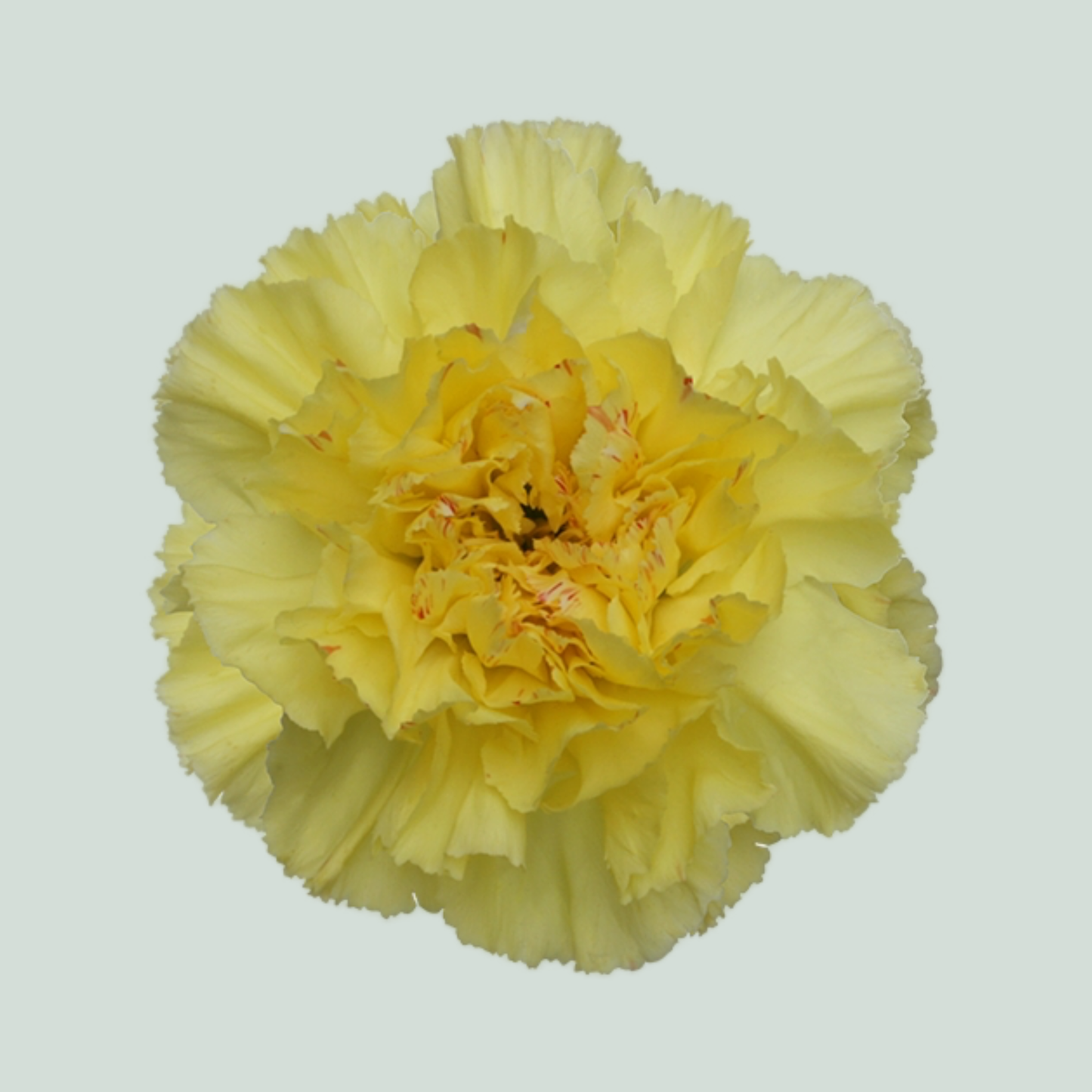 Standard Carnation - Dianthus - Hermes