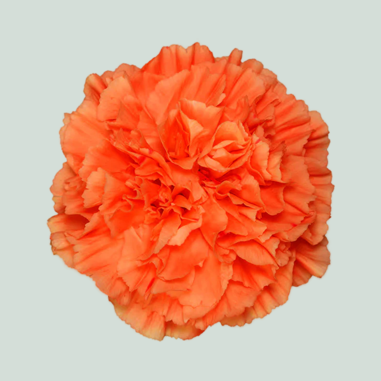 Standard Carnation - Dianthus - Hermes Orange