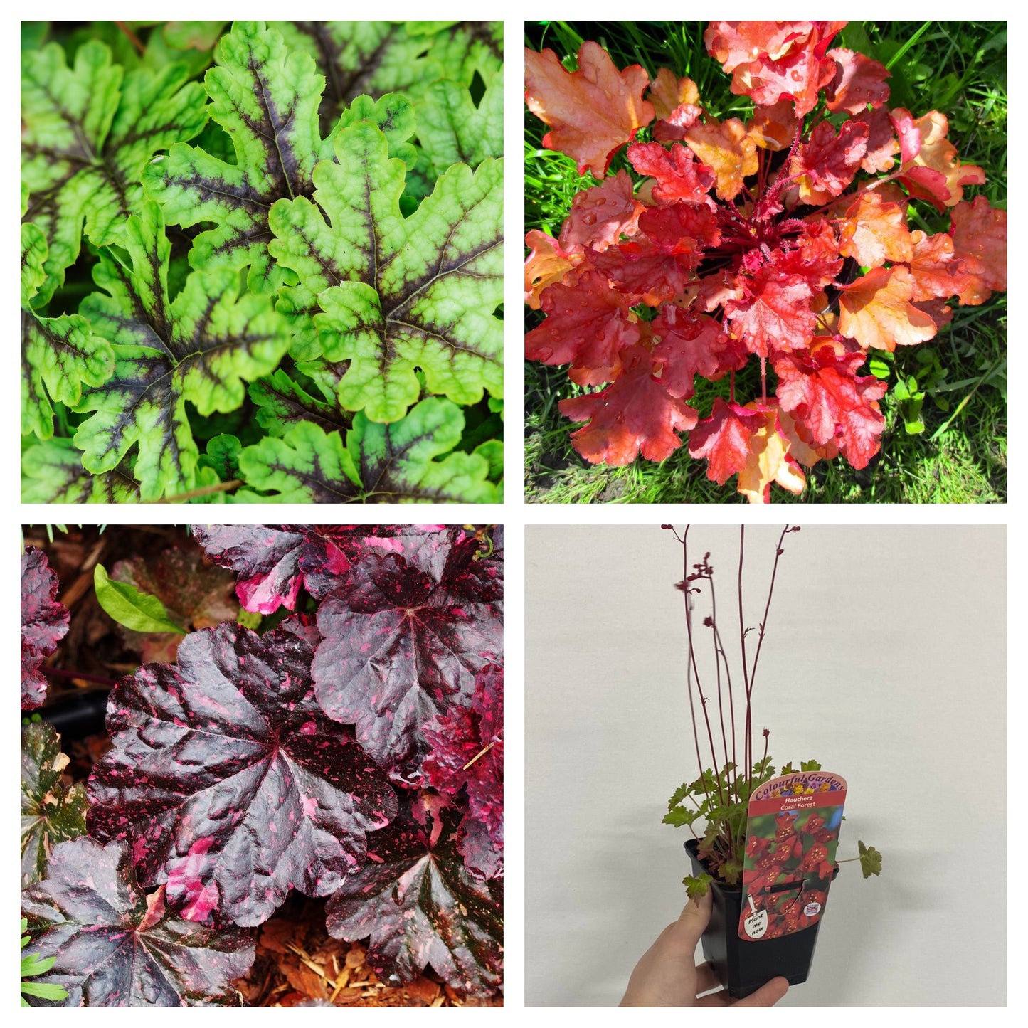 Mix of 3 x Heuchera 9cm