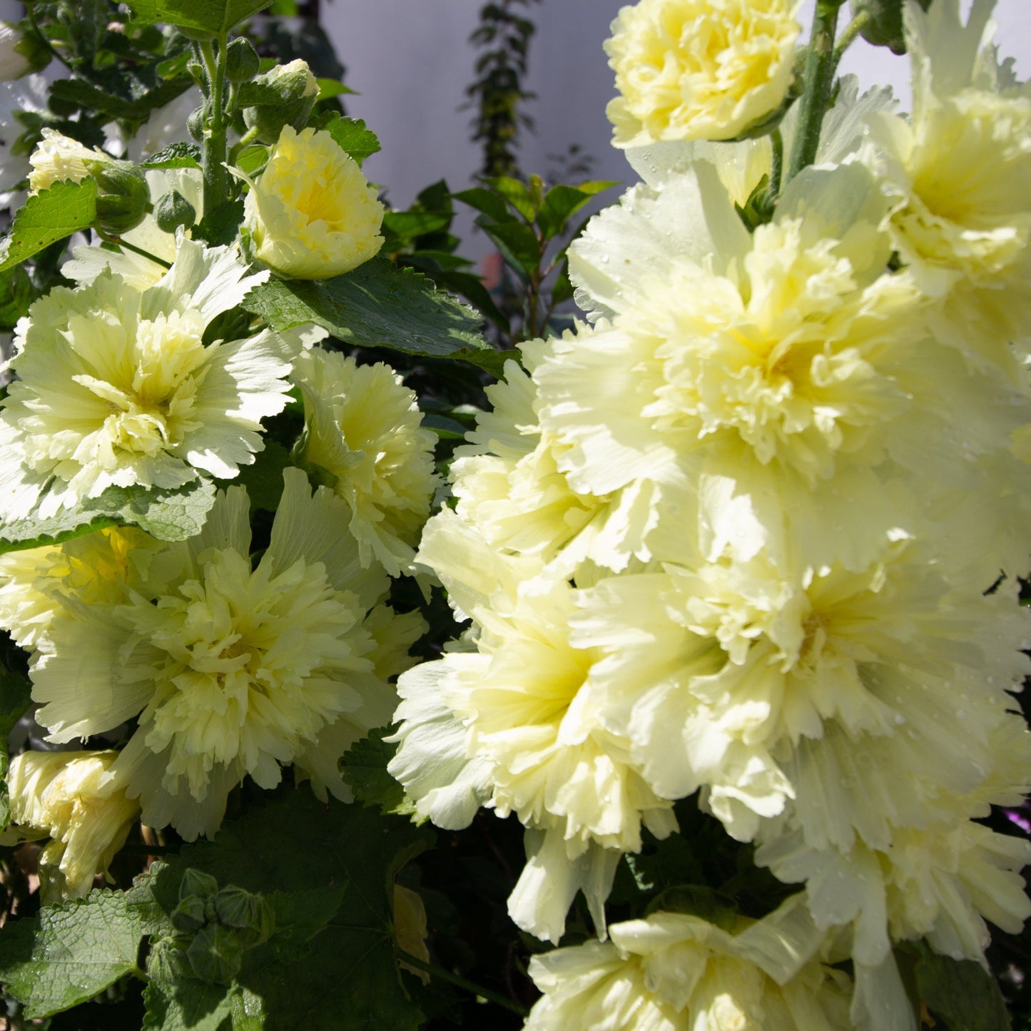 Hollyhock (Alcea) Yellow 'Spring Celebrities Lemon' 1.5L