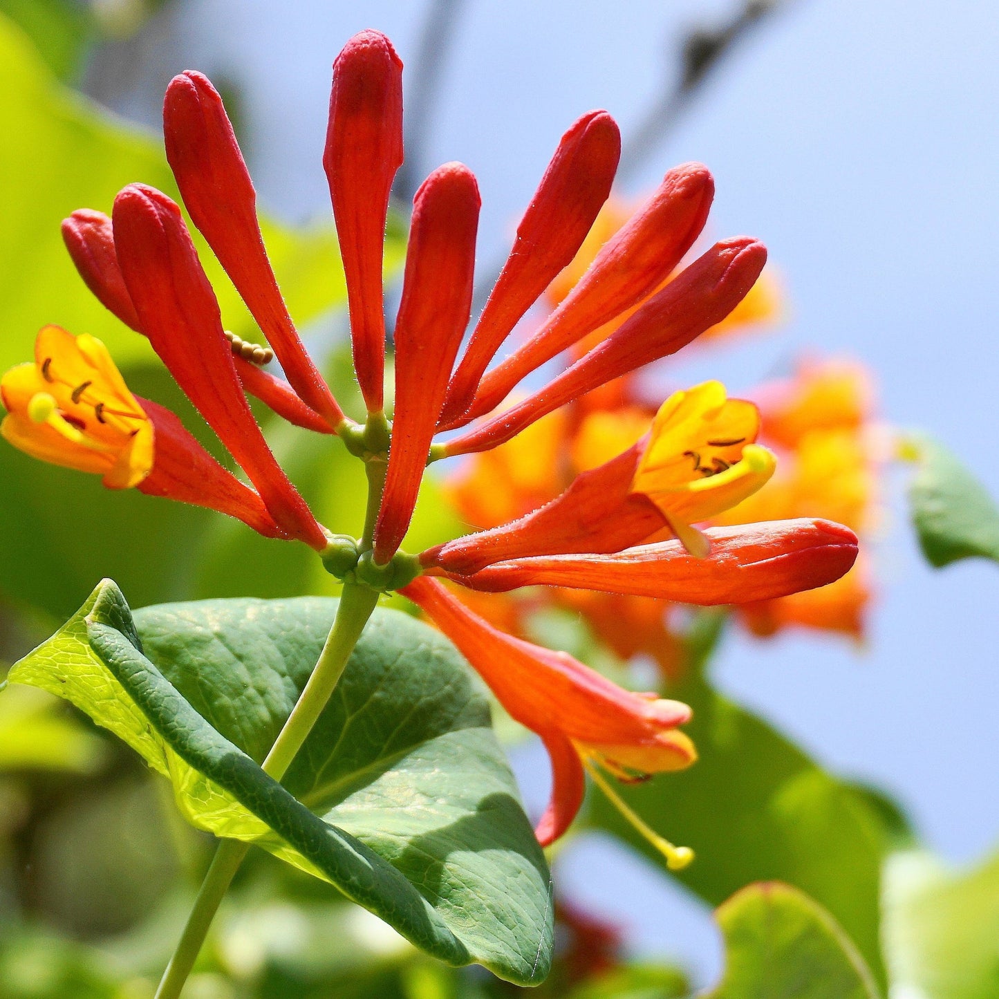 Honeysuckle 'Tellmaniania' | Lonicera japonica 60cm