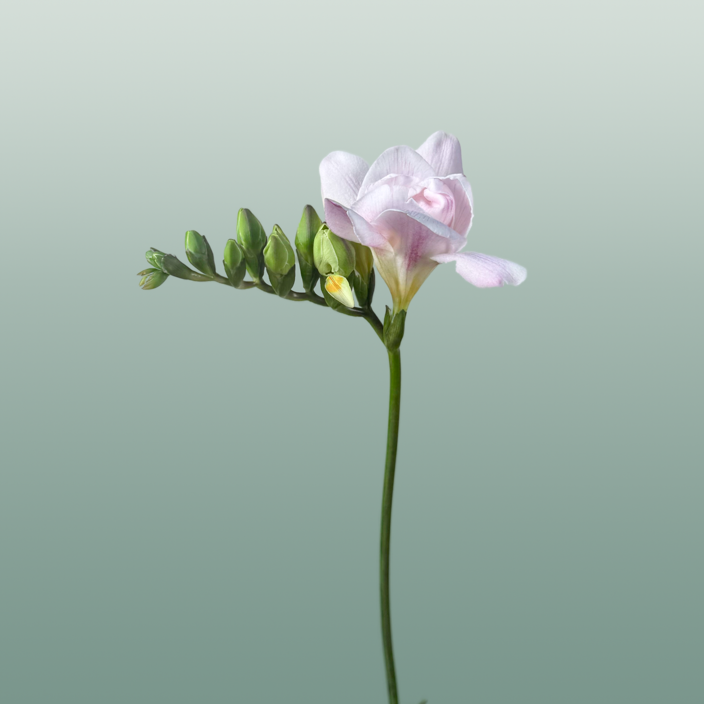 Double Freesia - Freesia - Honeymoon