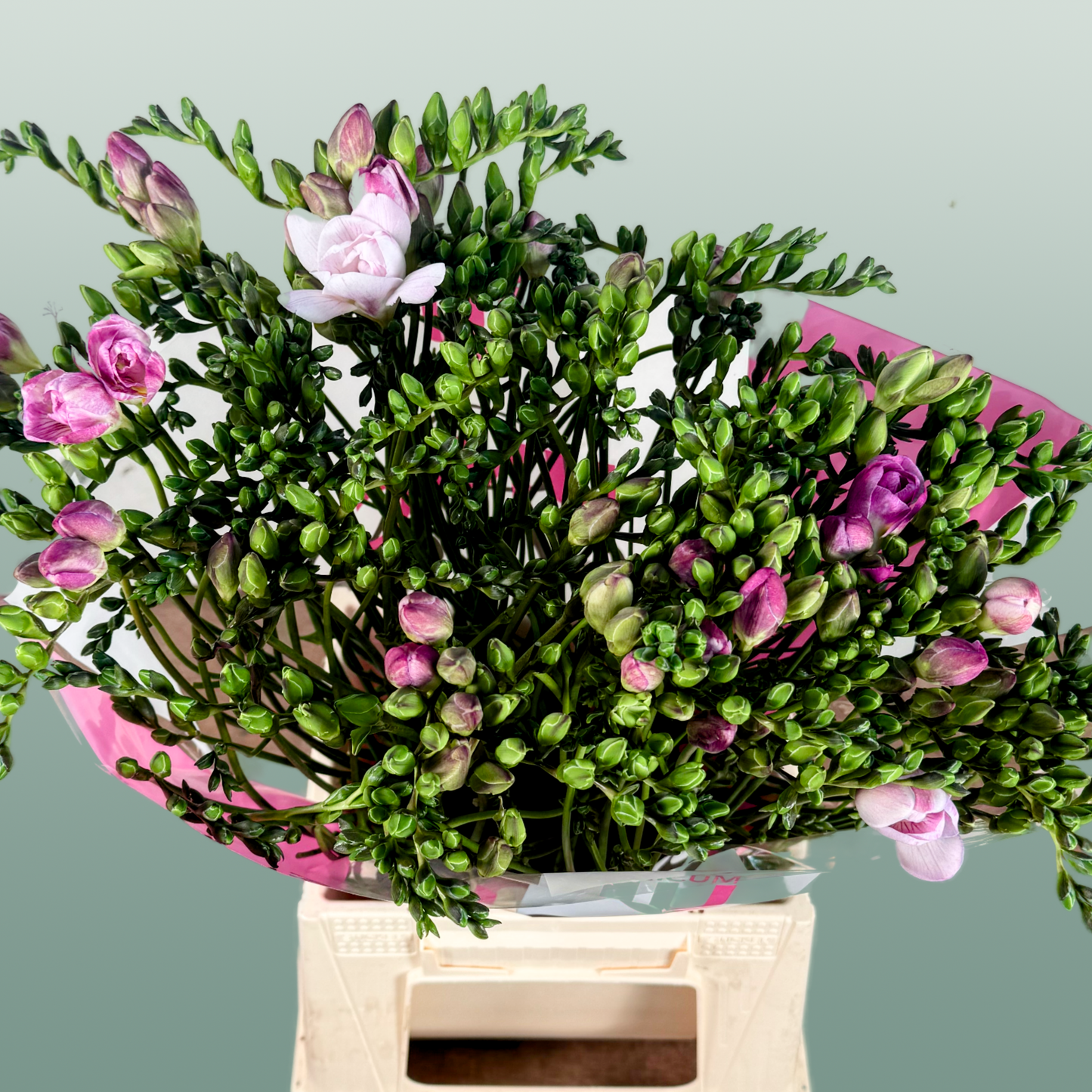 Double Freesia - Freesia - Honeymoon