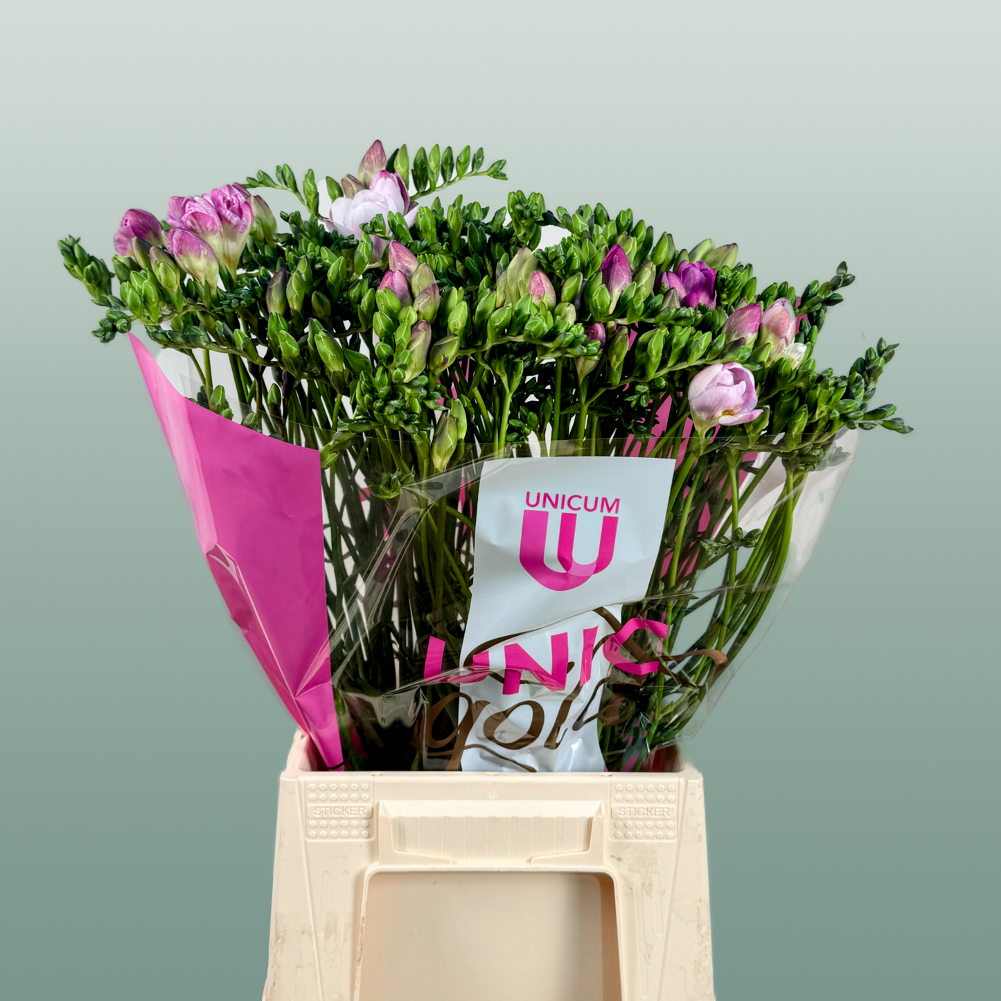 Double Freesia - Freesia - Honeymoon
