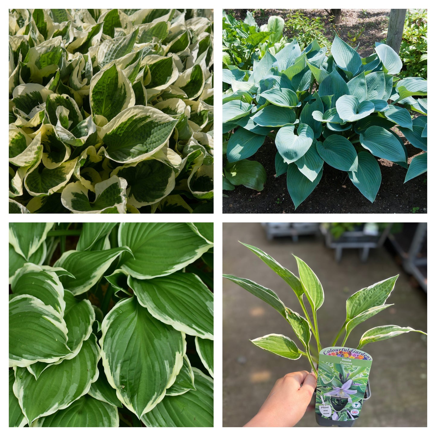 Mix of 3 x Hostas 9cm