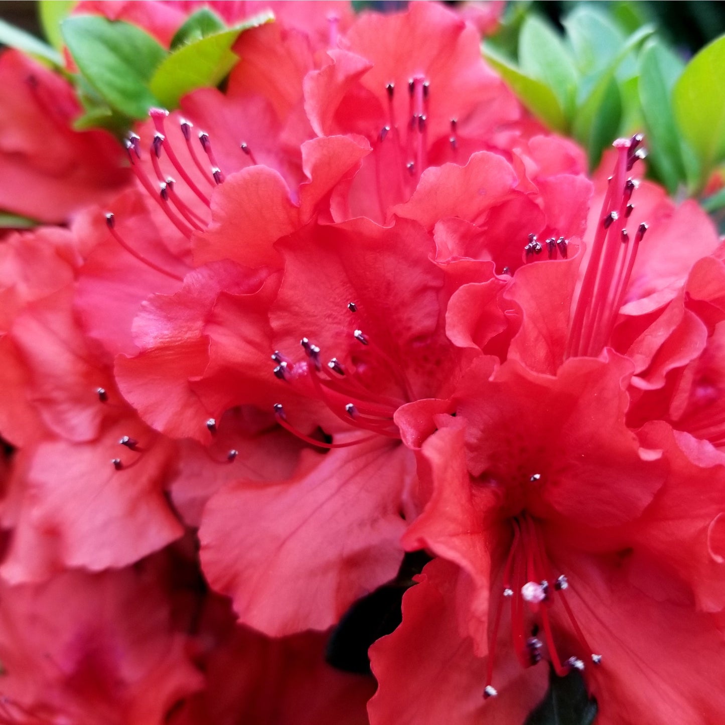 Azalea 'Johanna' 2L