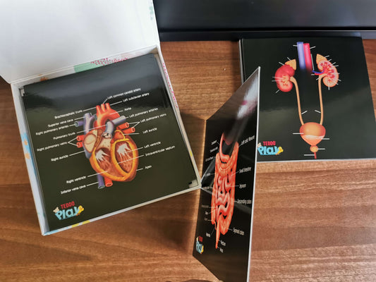 Teddo Play - Our Bodies Inside & Out Learning Cards Set