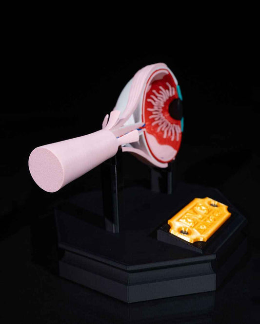 Human Eye educational model