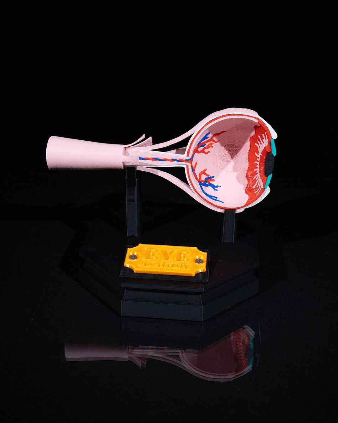 Human Eye educational model