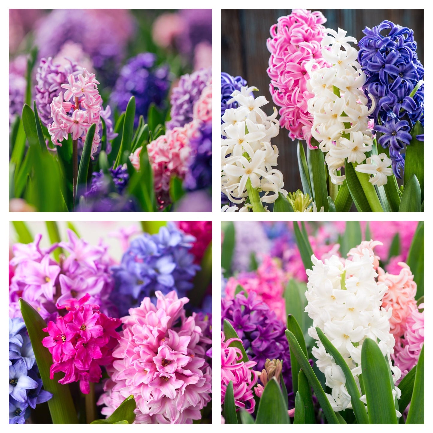 Hyacinth Mixed (3/7 Bulbs)