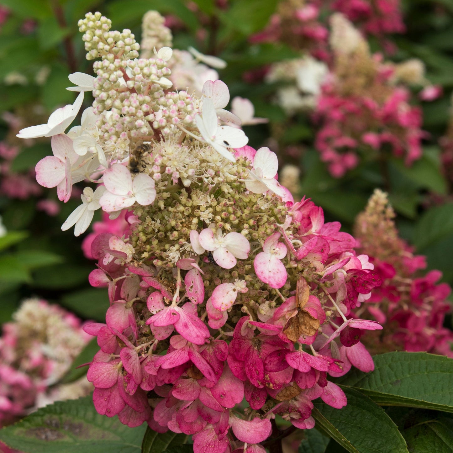 Patio Hydrangea paniculata 'Candlelight€™ Tree 5L 120-130cm