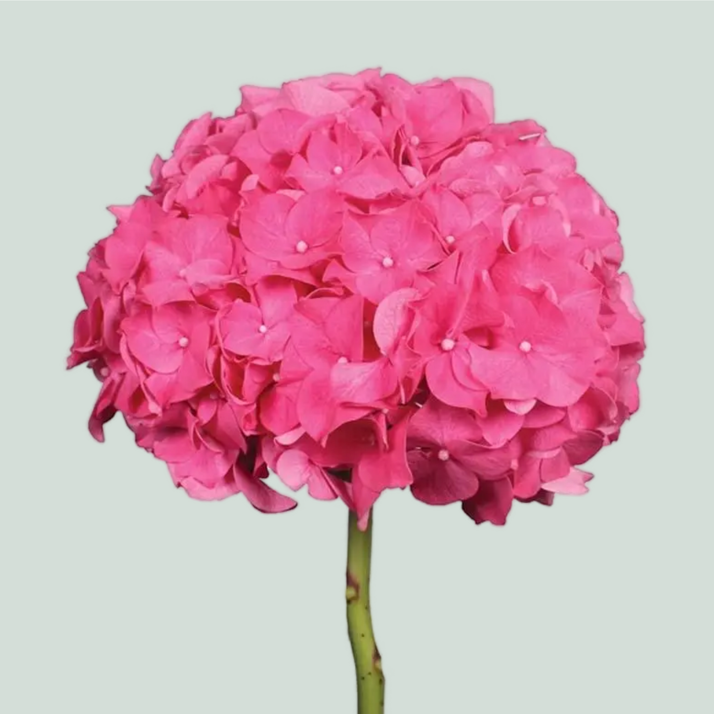 Hydrangea - Alpenglhen
