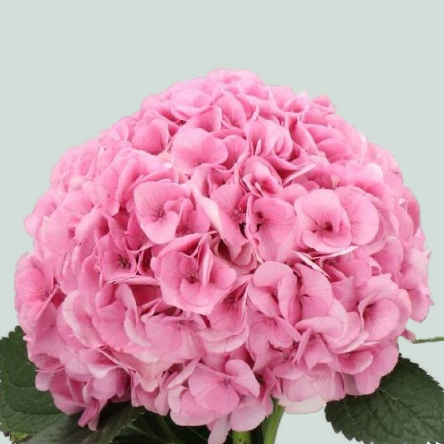 Hydrangea - Vienna