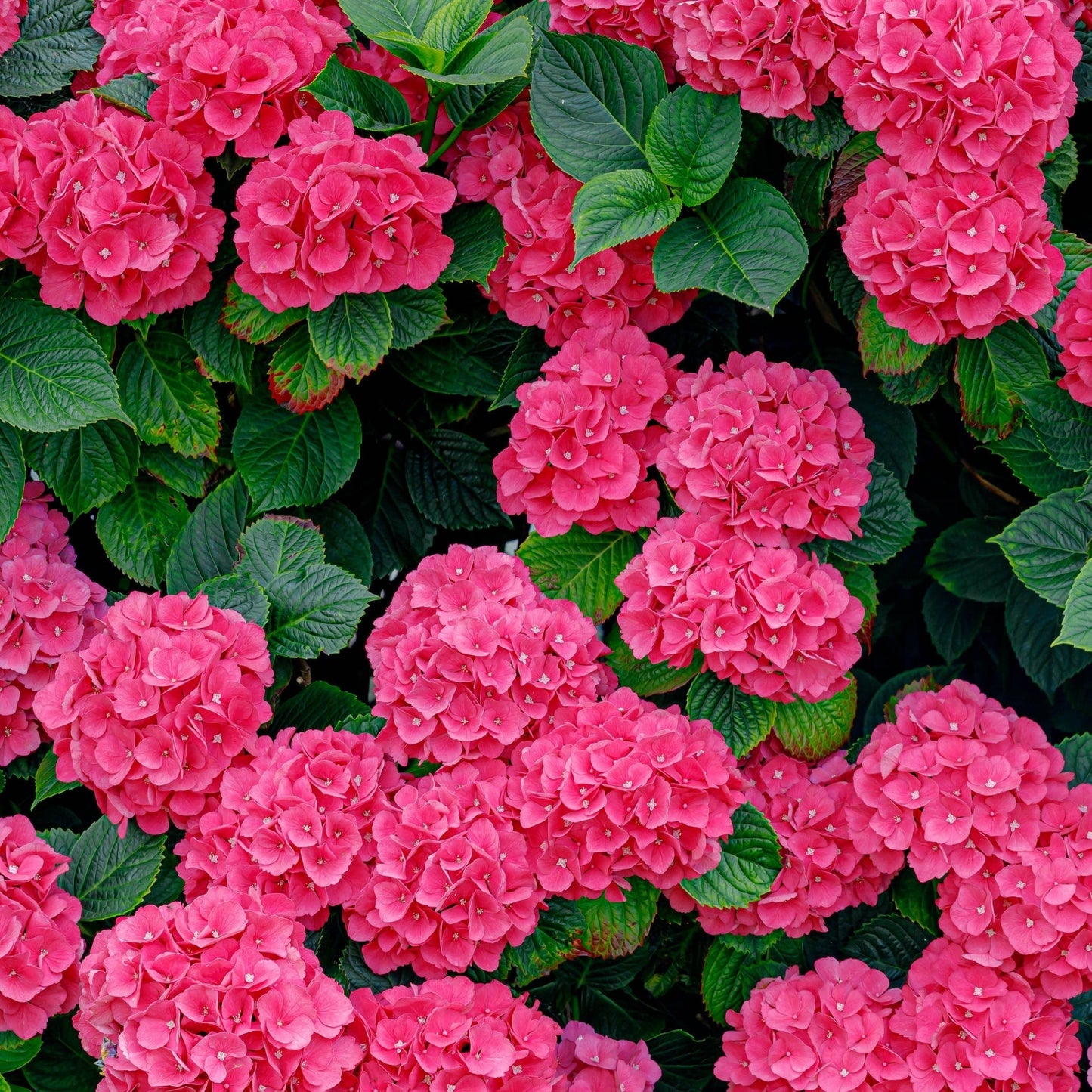 Hydrangea macrophylla  'Red Ball'