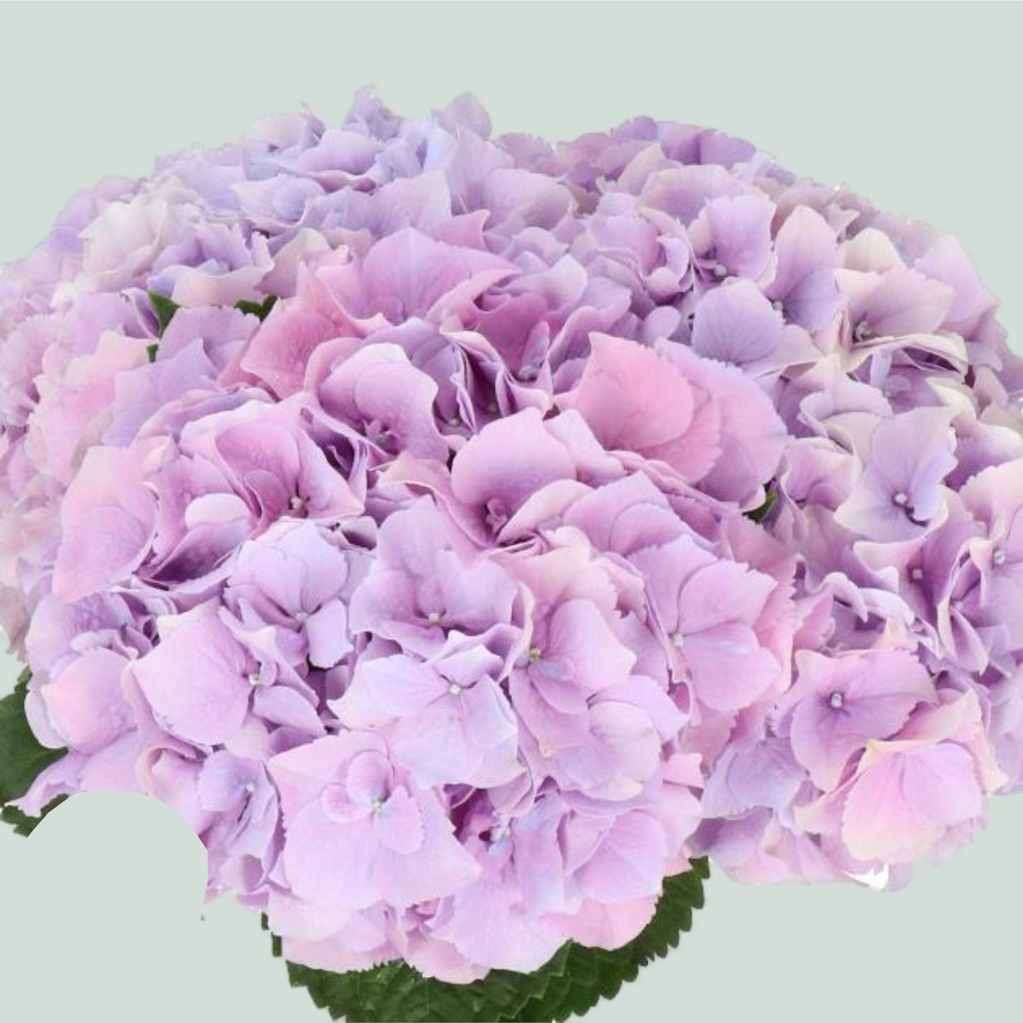 Hydrangea - Hbaroyben