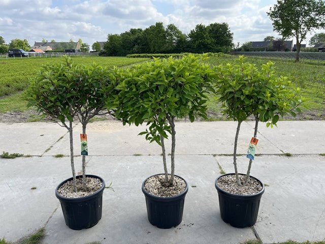 Hydrangea paniculata 'LimeLight€™ Multistem Tree 12L-45L