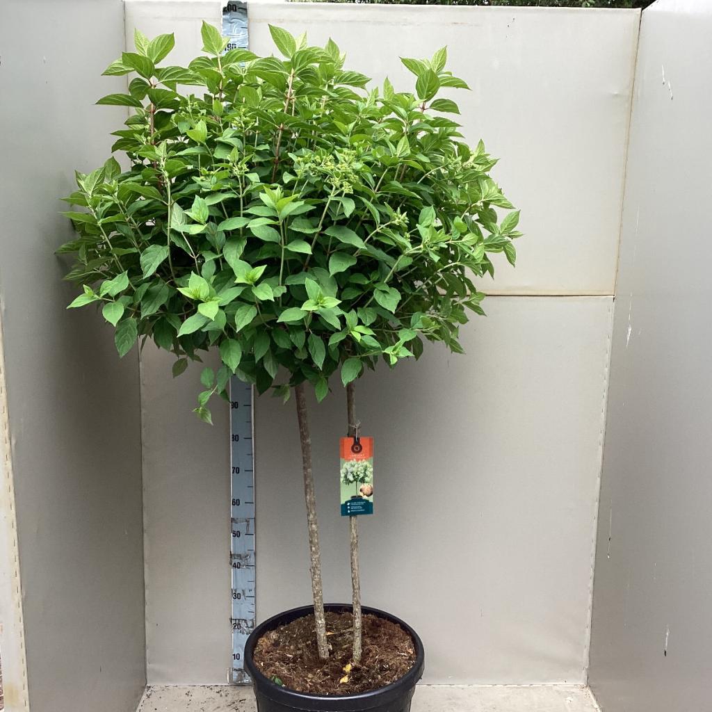 Hydrangea paniculata 'LimeLight€™ Multistem Tree 12L-45L