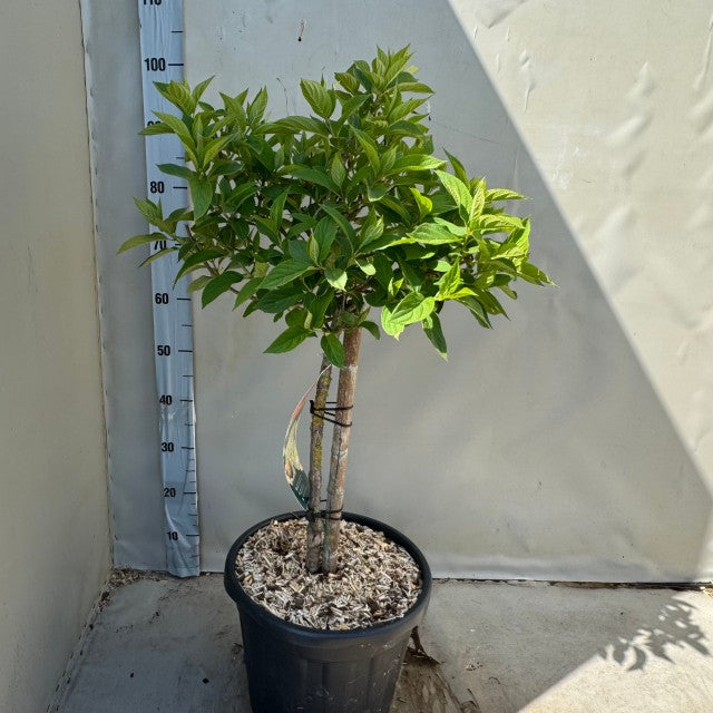 Hydrangea paniculata 'LimeLight€™ Multistem Tree 12L-45L