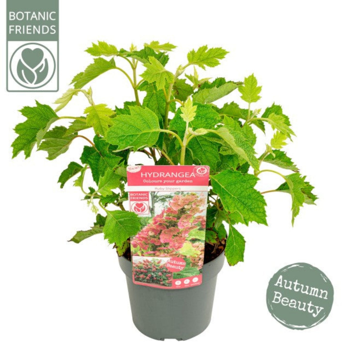Hydrangea quercifolia 'Ruby Slippers' 3L