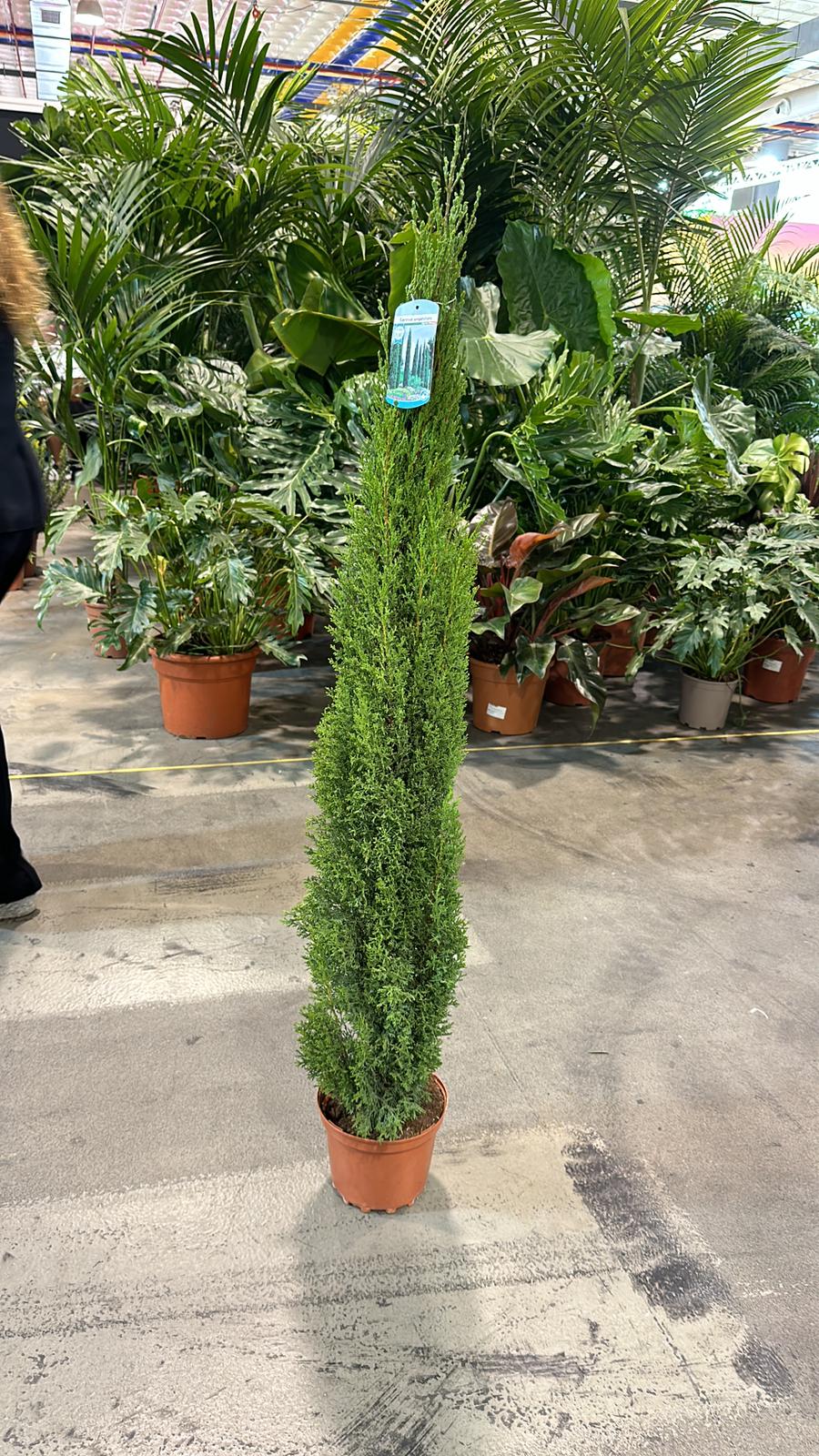 Cupressus sempervivrens Totem (Italian Cypress) 50-60cm, 140-150cm