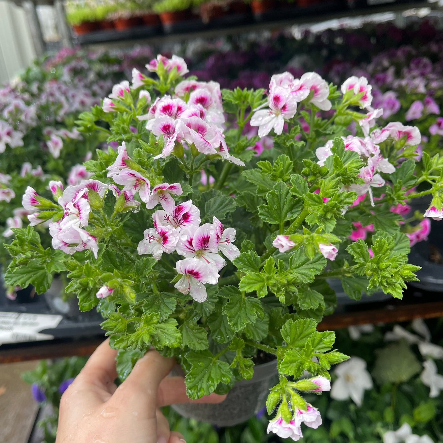 Scented Pelargonium (Scented Geranium) 1.5L Our Choice