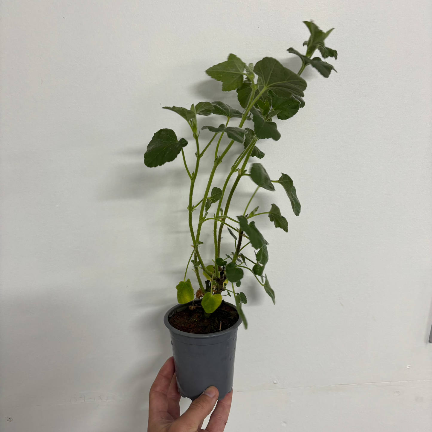Lavatera 'Burgundy Wine' 9cm / 2L / 3L