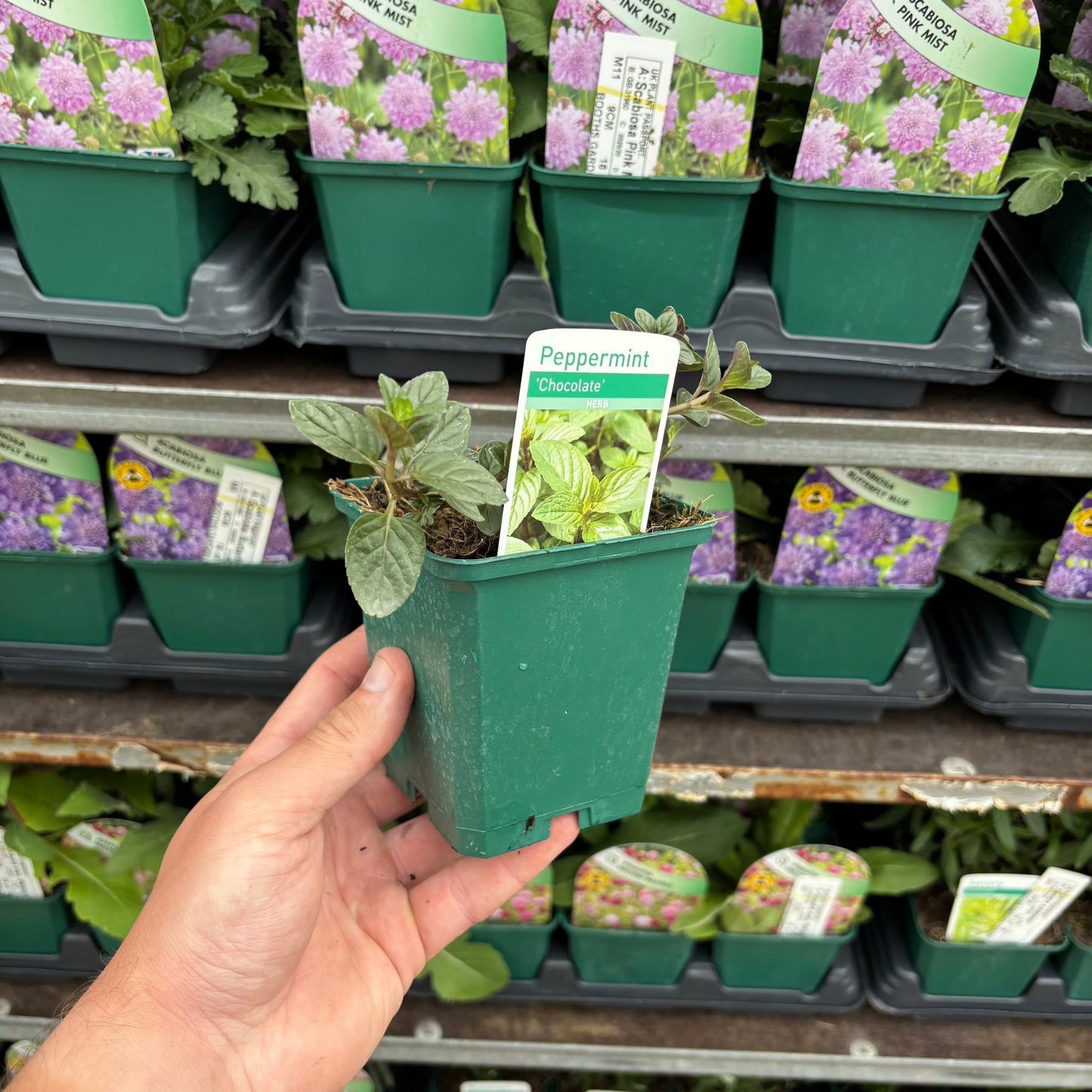 Chocolate Peppermint (Herb) 9cm