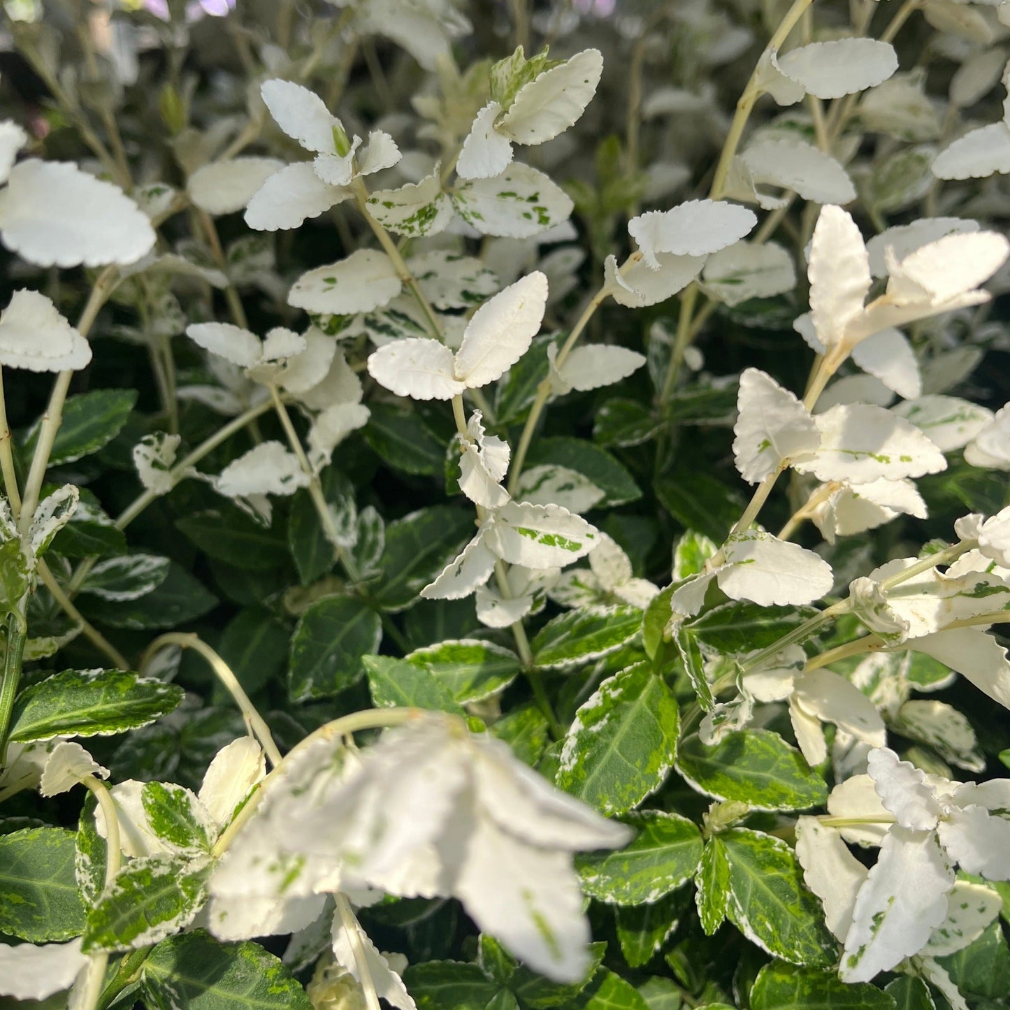 Euonymus fortunei 'Harlequin' 9cm / 13cm
