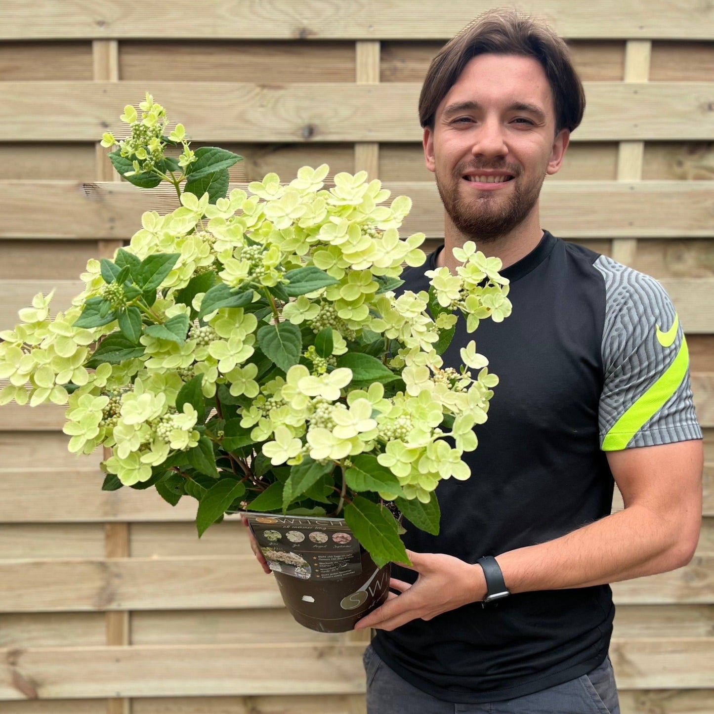 Hydrangea paniculata Switch 'Polestar' 'Ophelia' 9cm / 3L