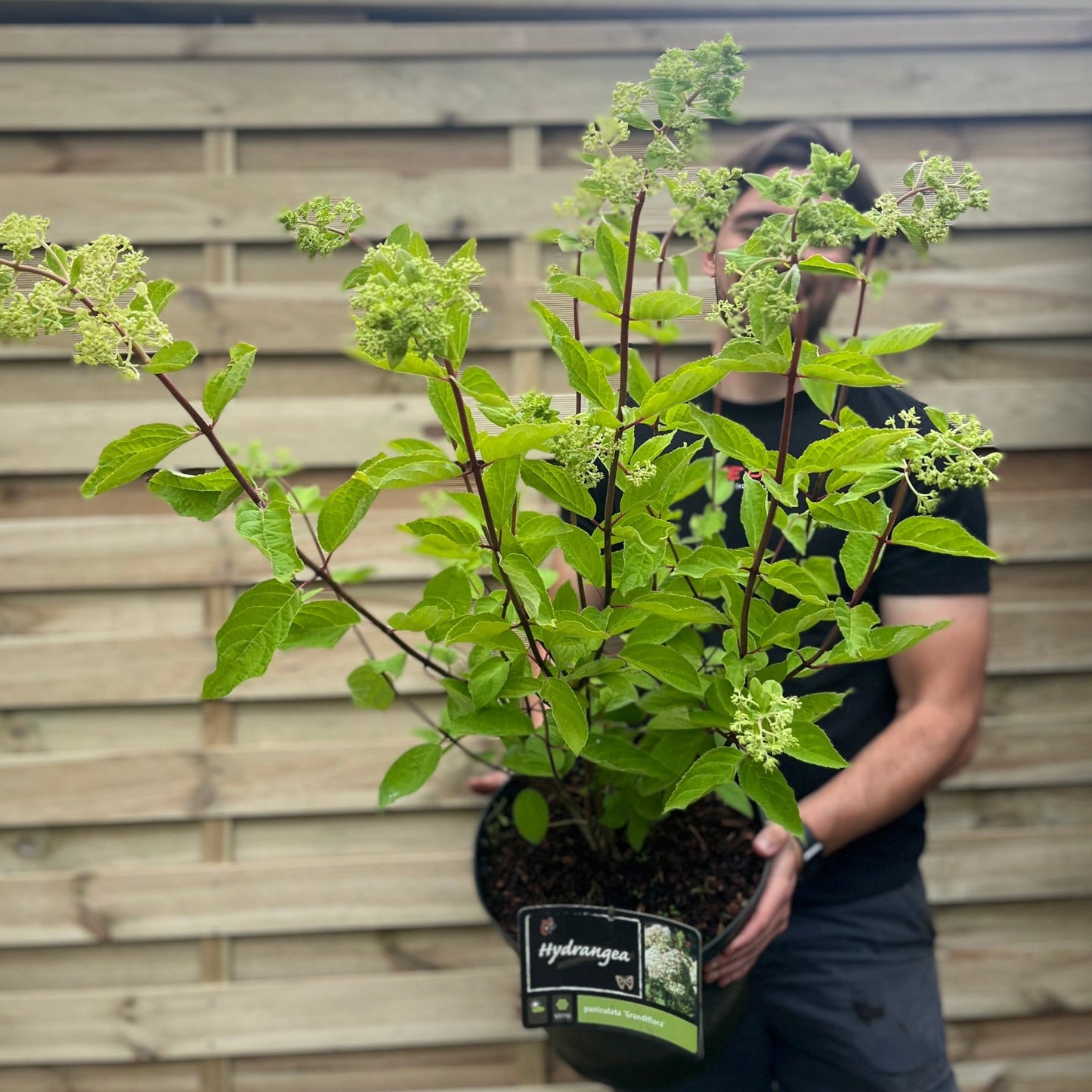 Hydrangea paniculata 'Wim's Red' 2L / 3L / 10L