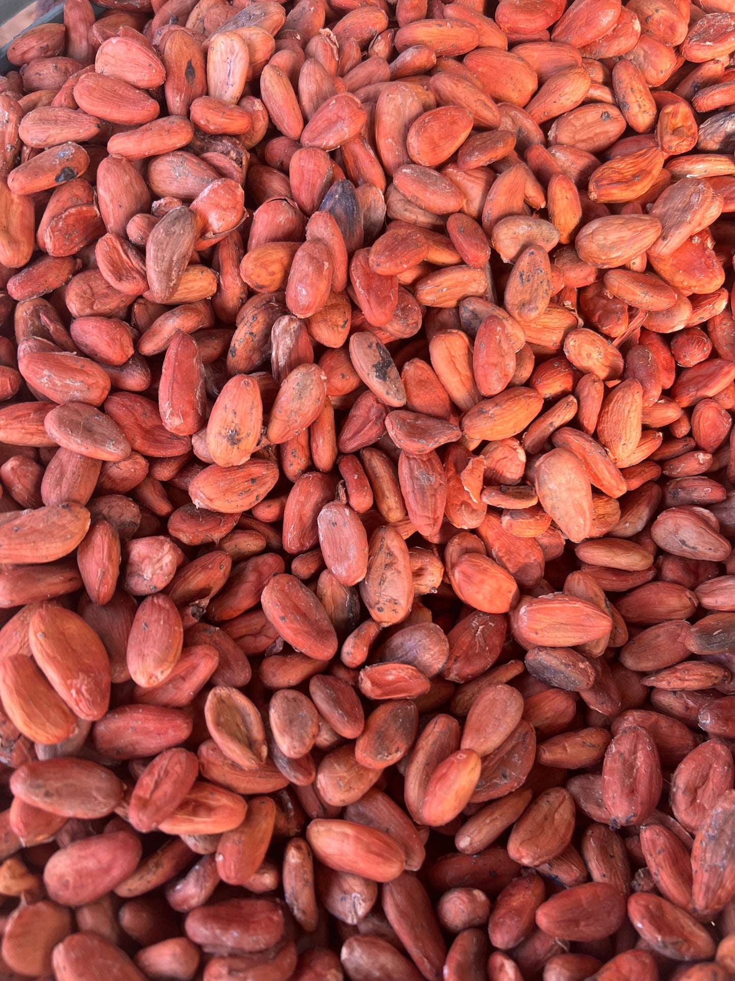 Mexican Lavado Cacao – Medicine Festival 2026