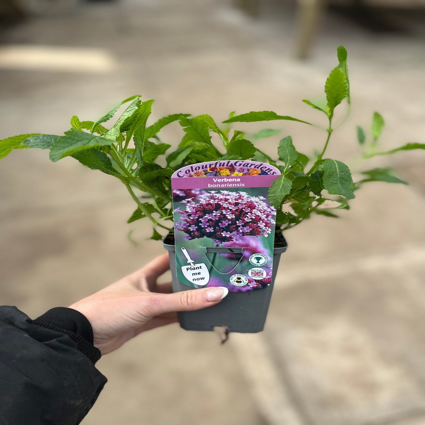 Verbena bonariensis 9cm