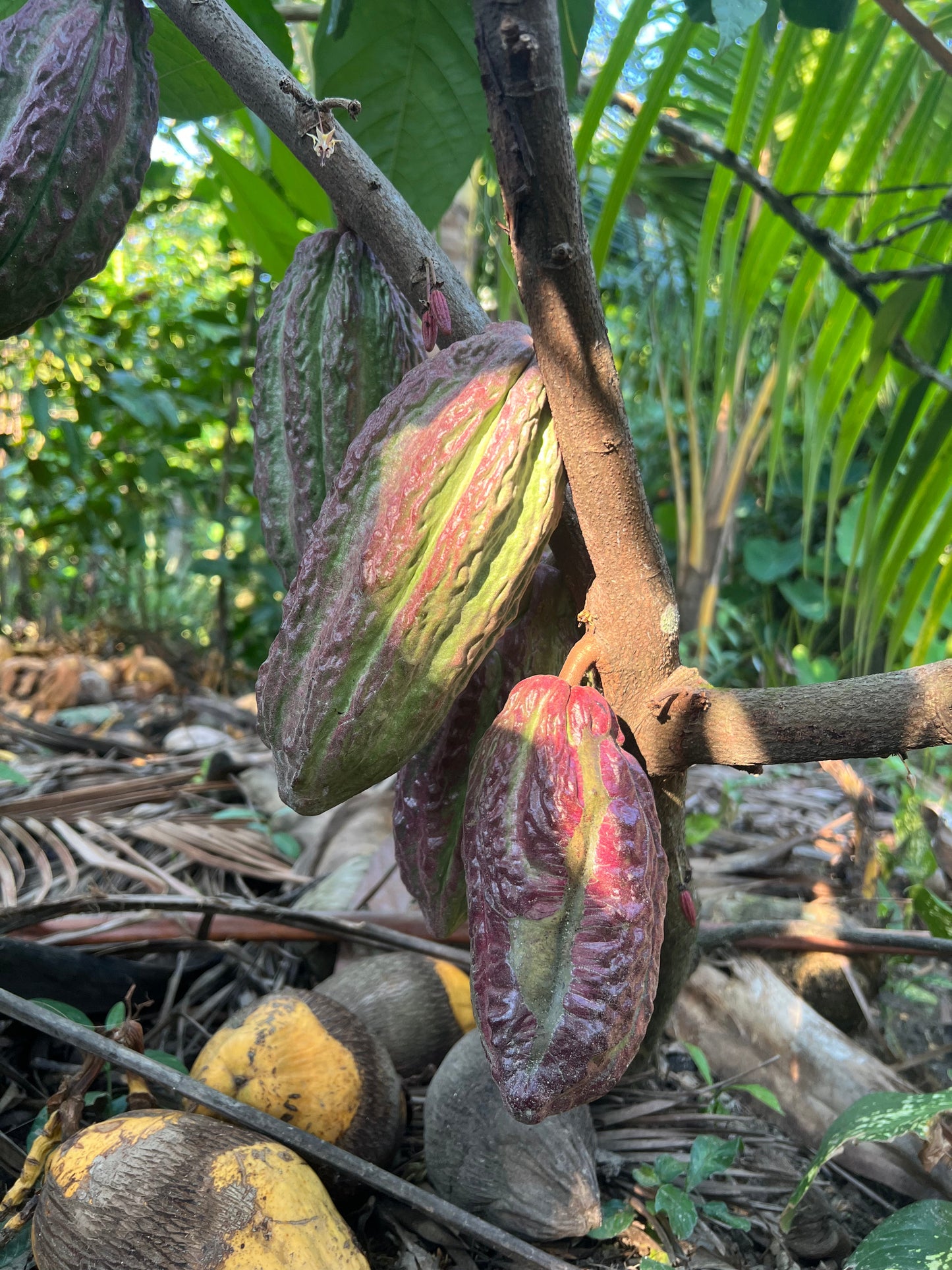 Mexican Lavado Cacao – Medicine Festival 2026